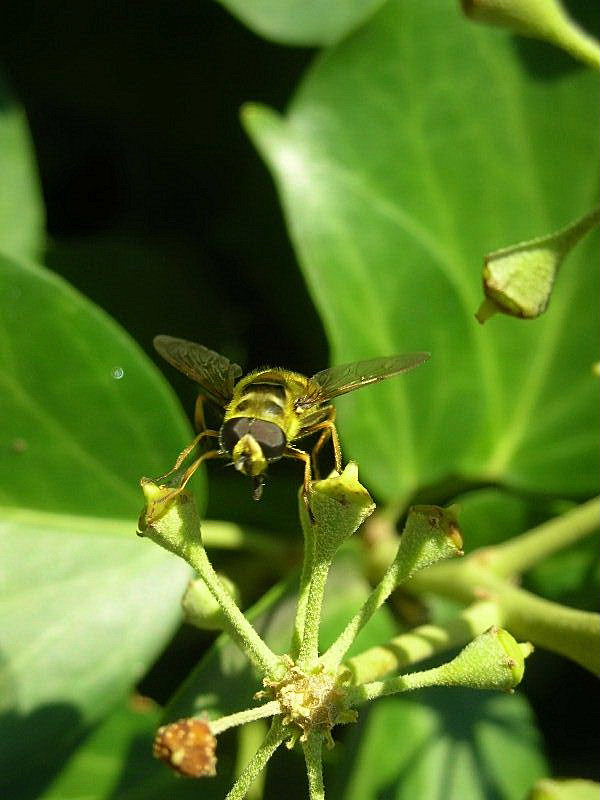 Myathropa florea (Syrphidae)